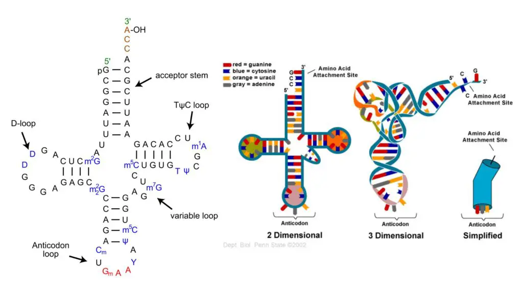 tRNA Structure, Definition, Functions, Types