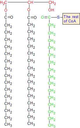 Triaglycerol Synthesis in Step 6B