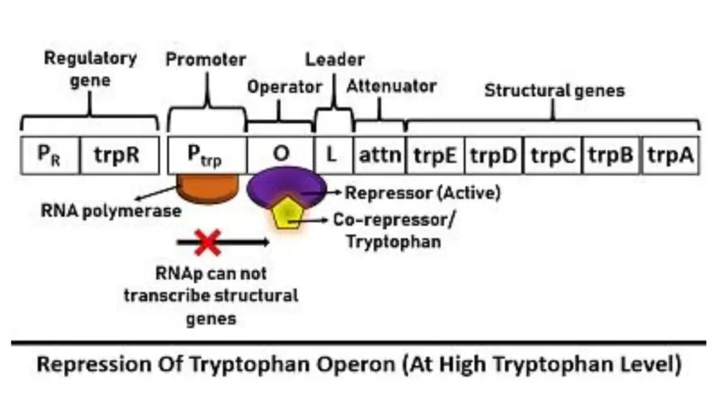 Tryptophan (Trp) Operon