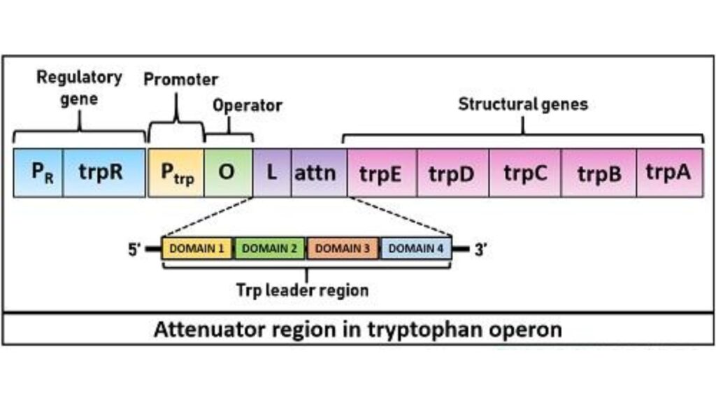 Attenuation of trp Operon