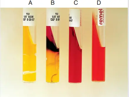 Expected Results of Triple Sugar Iron (TSI) Agar test 