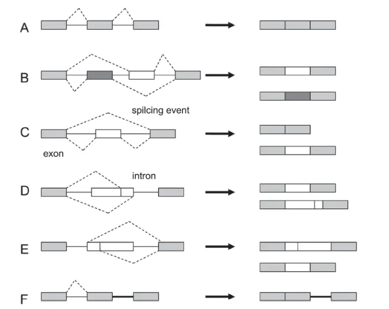 Types of alternative splicing
