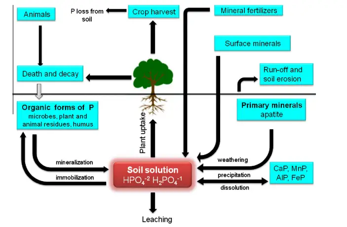 Movement of phosphorus in soils.