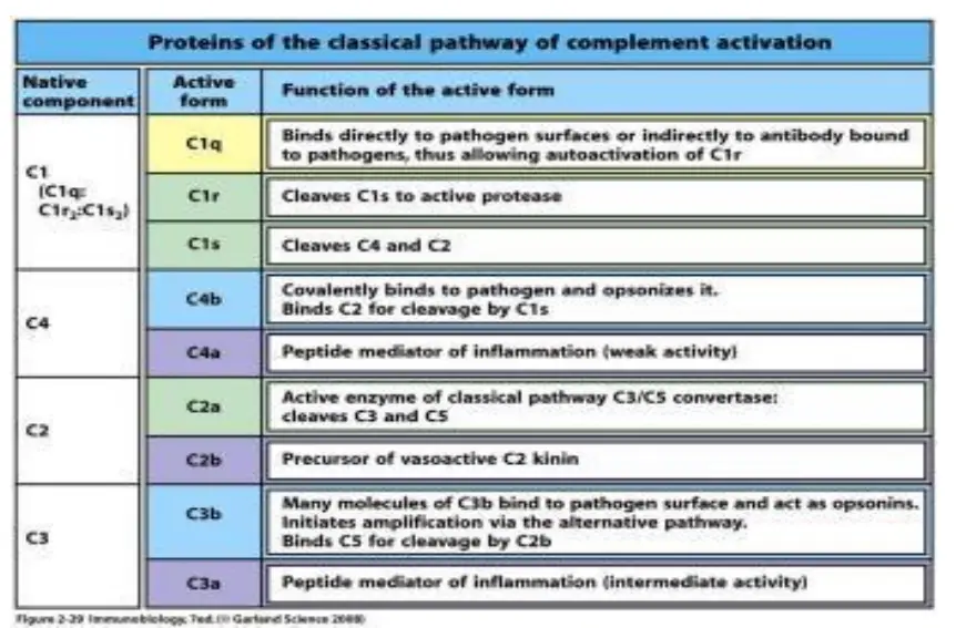 Proteins of Classical Pathway