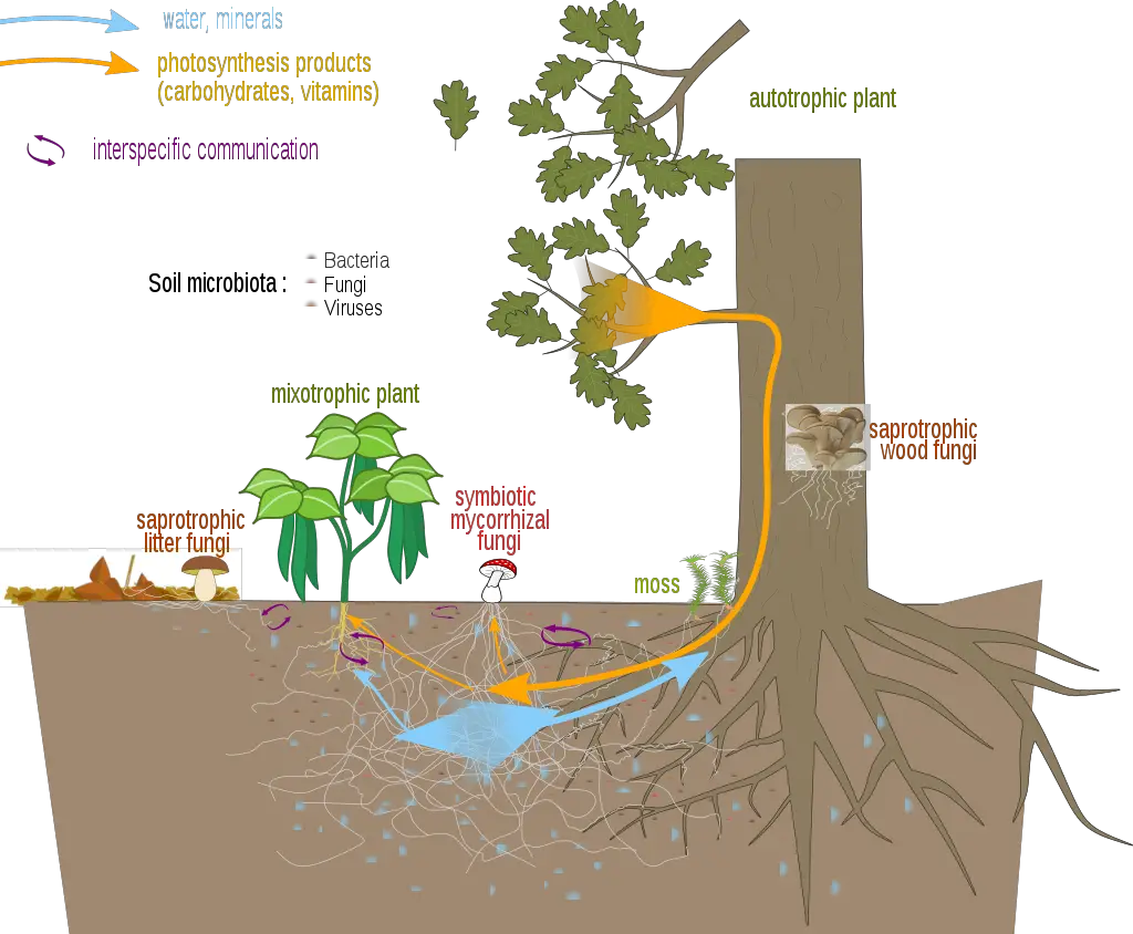 Nutrient exchanges and communication between a mycorrhizal fungus and plants.
