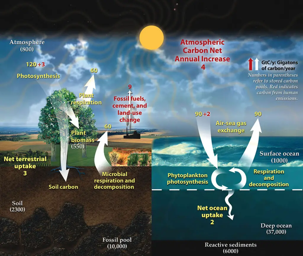 Fast carbon cycle