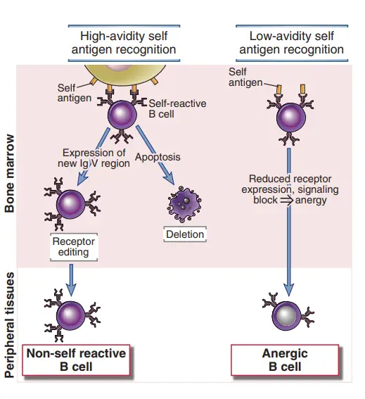 Central tolerance in B cells
