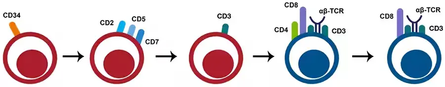 Developmental stages of CD8+ T cells.