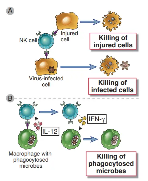 Functions of NK cells.