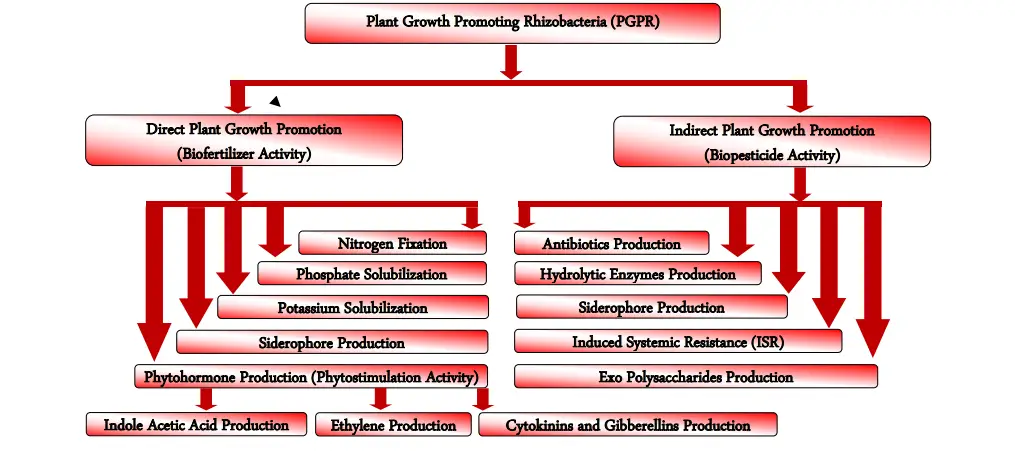 Mechanism of action of Plant Growth Promoting Rhizobacteria (PGPR)