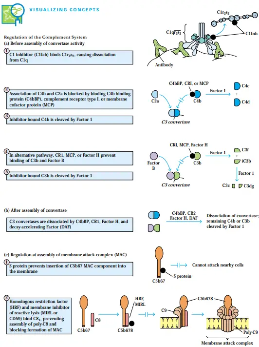 Regulation of the Complement System
