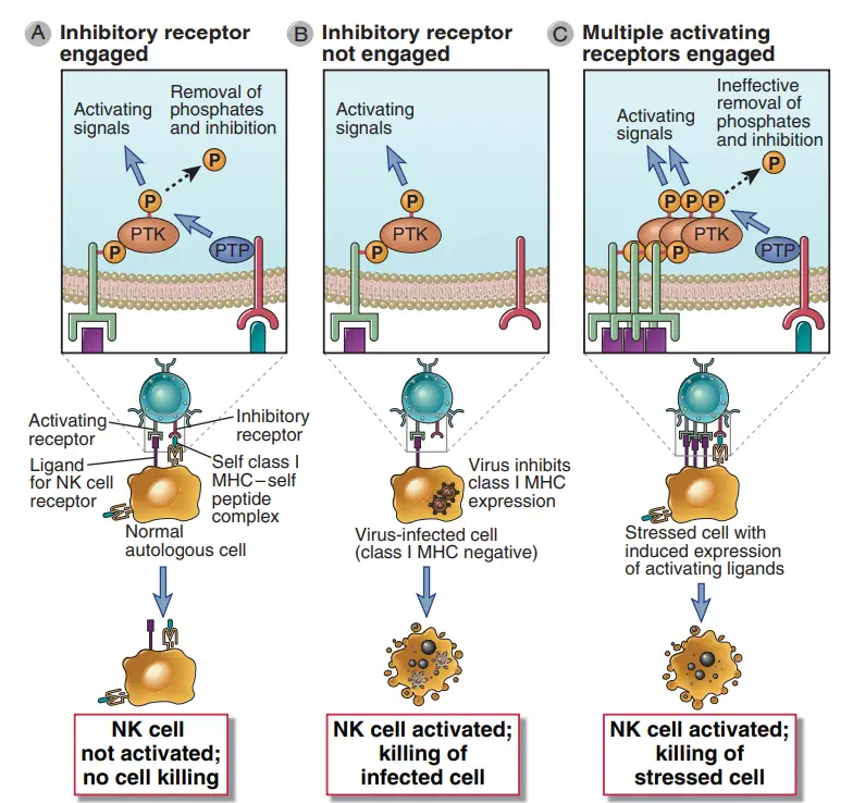Functions of activating and inhibitory receptors of NK cells