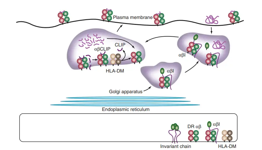 MHC Class I Antigen-Processing Pathway