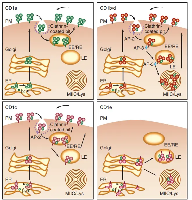 Intracellular trafficking of CD1 isoforms.