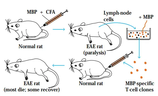 Animal Models for Autoimmune Diseases