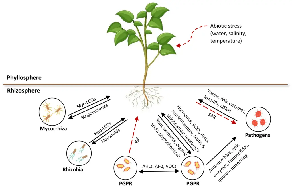 Interactions in the Rhizosphere