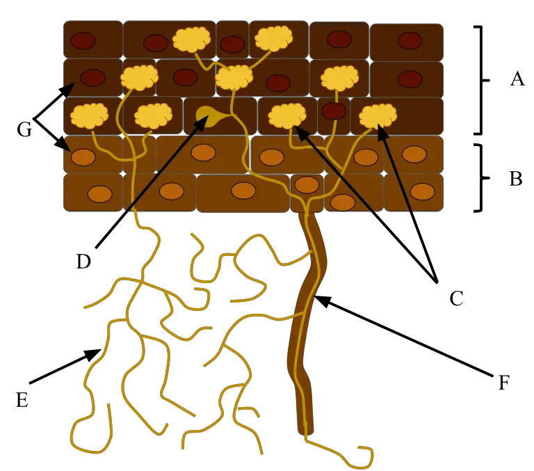 Benefits of Mycorrhiza