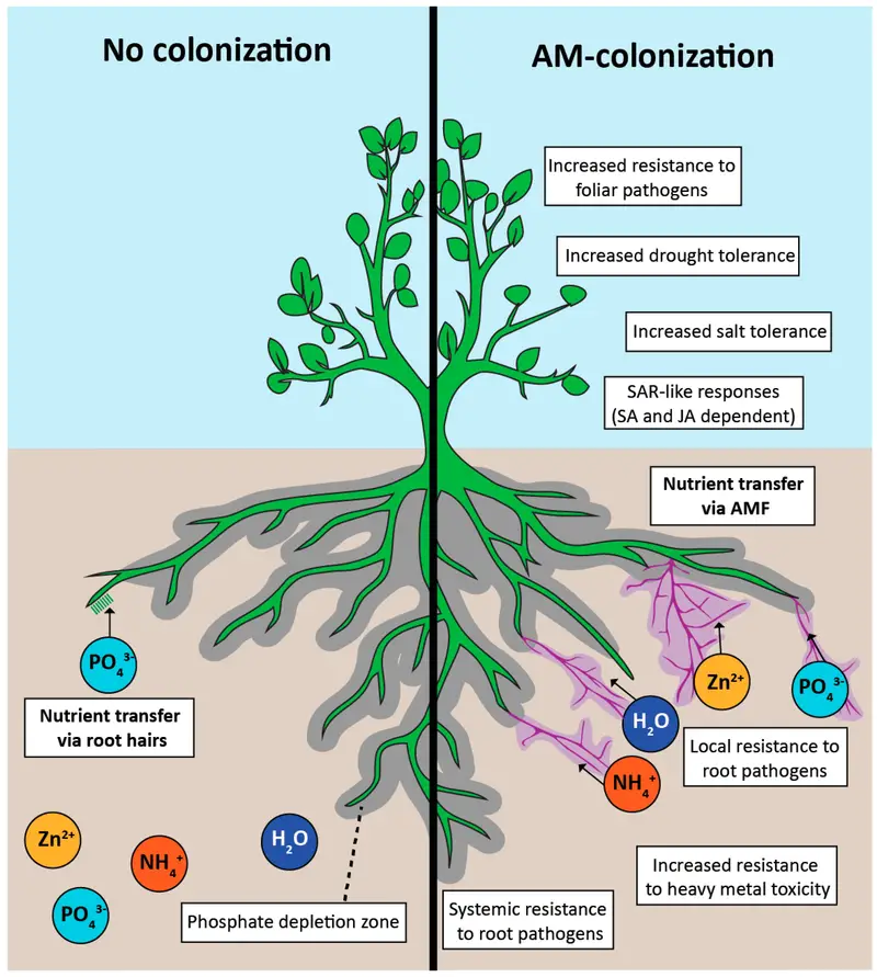 Positive effects of arbuscular mycorrhizal (AM) colonization 