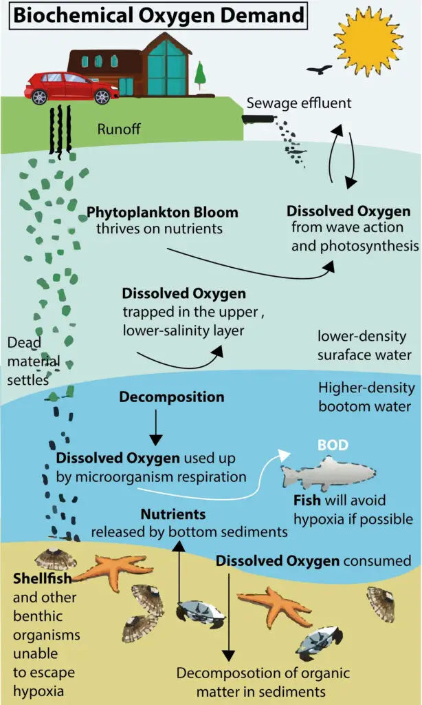 Biological Oxygen Demand (BOD)