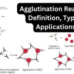 Agglutination Reaction Definition, Types, Applications