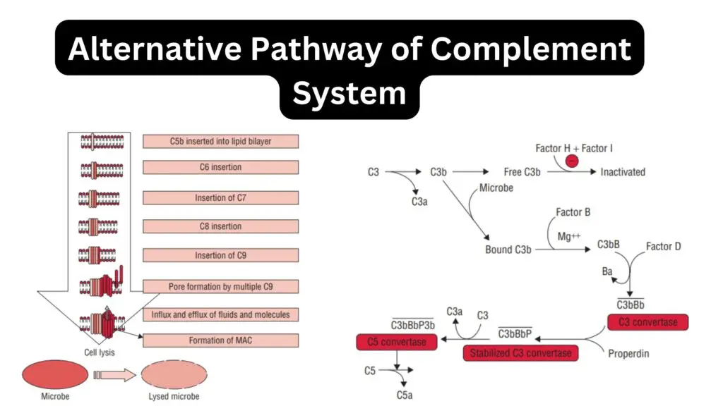 Alternative Pathway of Complement System