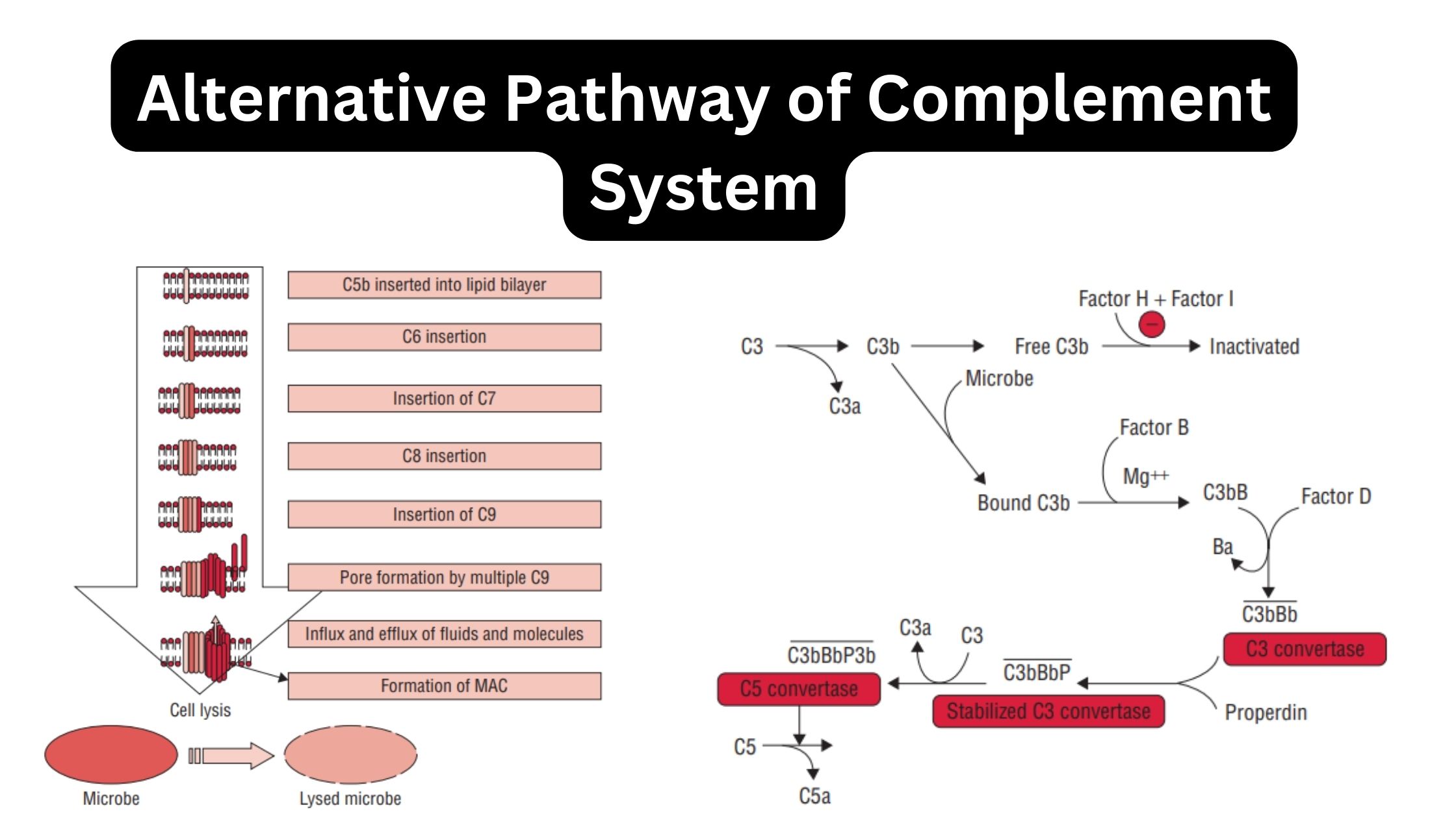 Alternative-Pathway-of-Complement-System.jpg