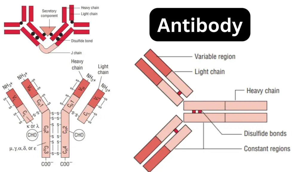 Antibody - Structure, Types, Functions and Properties