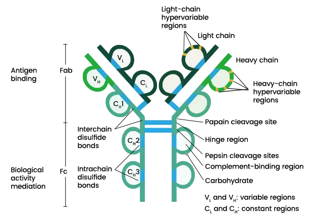 Structure of Immunoglobulins/Antibody 