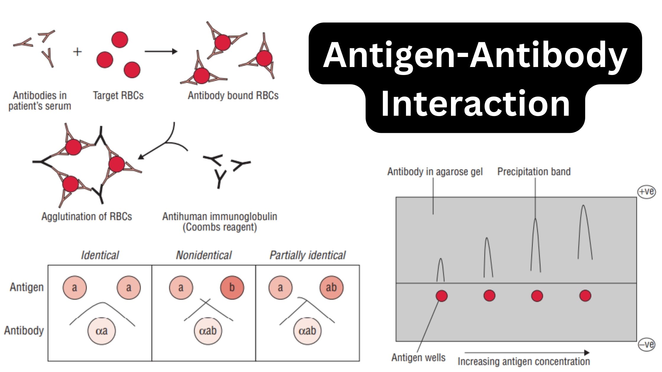 Antigen-Antibody Interaction - Definition, Types, Examples, Properties