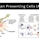 Antigen Presenting Cells (APCs)