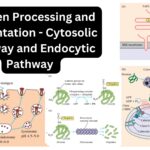Antigen Processing and Presentation - Cytosolic Pathway and Endocytic Pathway 