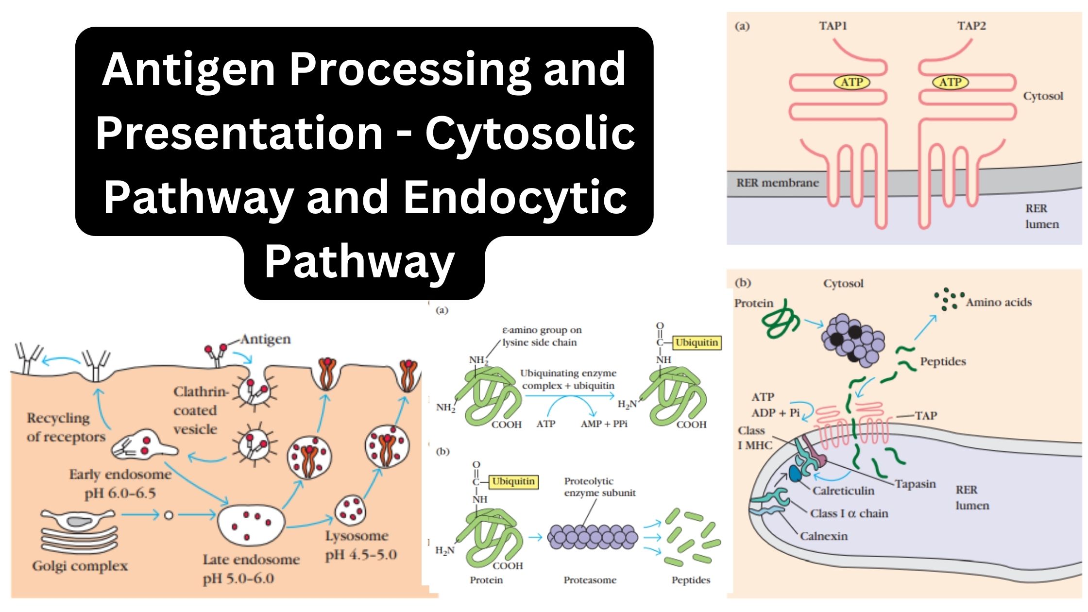Antigen Processing and Presentation - Cytosolic Pathway and Endocytic Pathway 