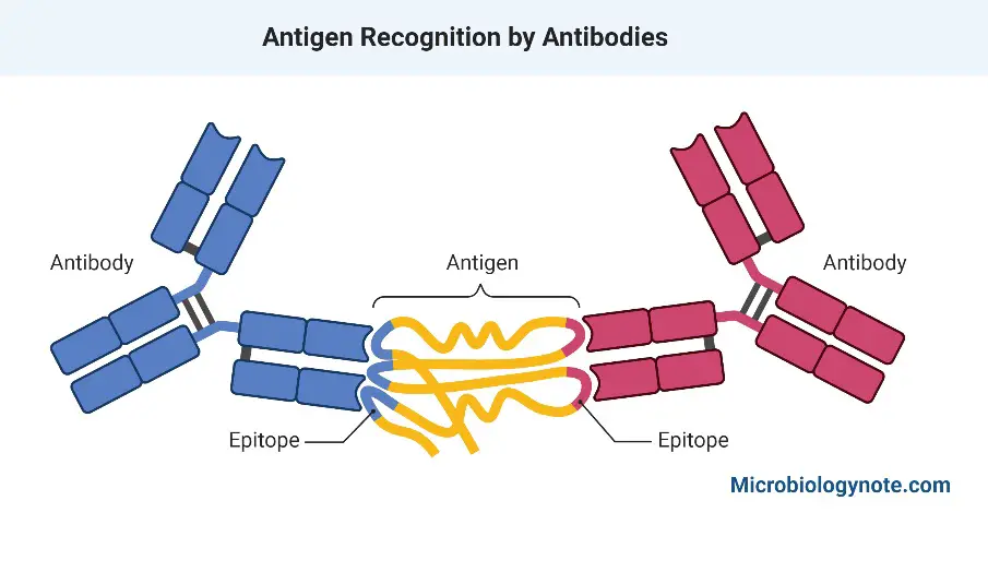 Antigen-antibody Complex