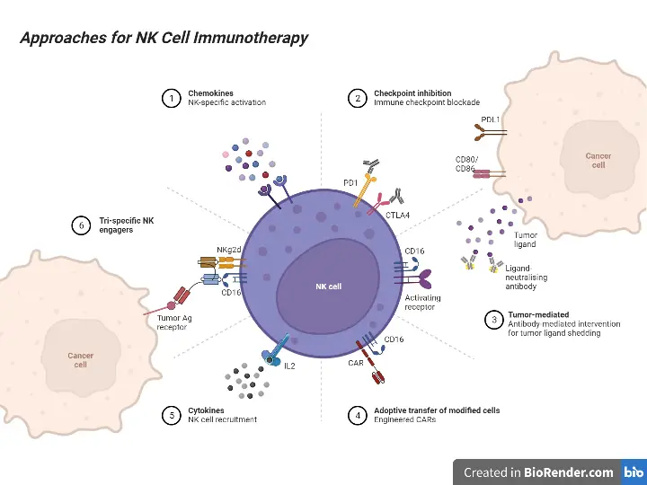 Approaches for NK Cell Immunotherapy