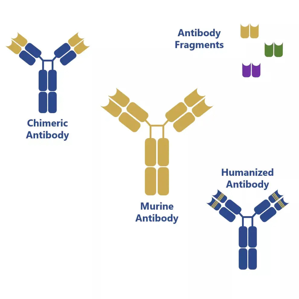 Types of monoclonal antibodies