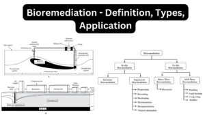 Bioremediation - Definition, Types, Application