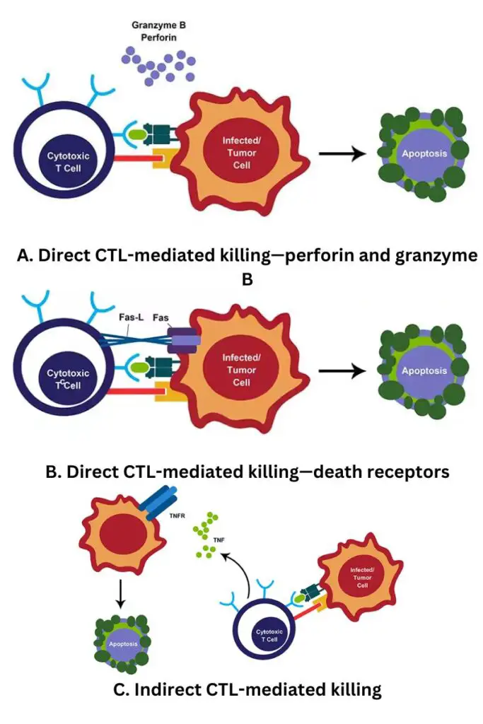 CD8+ T cell mediated target cell killing