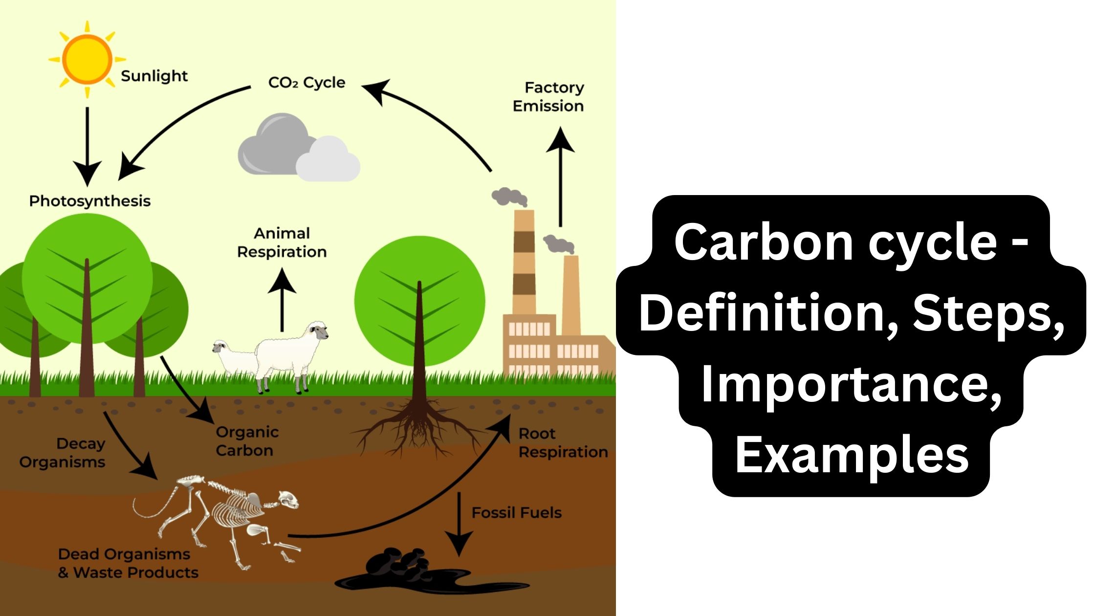 3.4.2 Le cycle du carbone