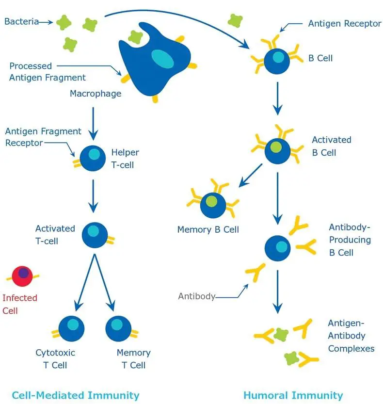 Mechanism and steps of immune response of 2 different types of immunity: Cell-mediated and Humoral Immunity. 