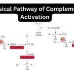 Classical Pathway of Complement Activation