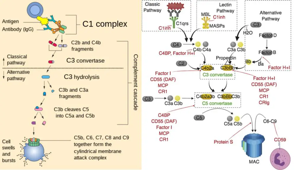 Complement System Definition, Activation, Effects, Regulation
