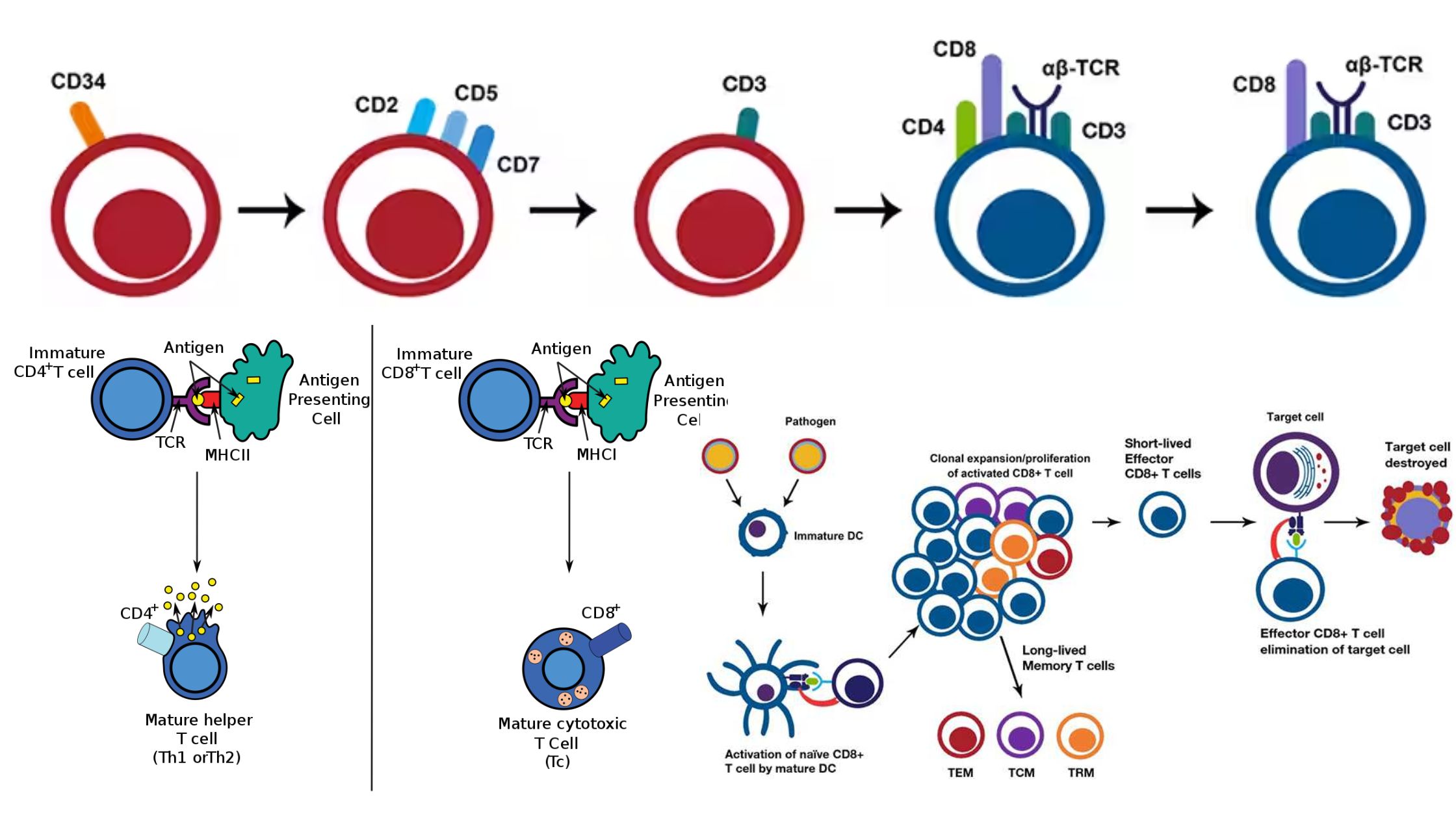 Количество т клеток. Иммунные клетки киллеры. Т клетки. Р клетки и т клетки. Cd3 cd8 t цитотоксические повышены.