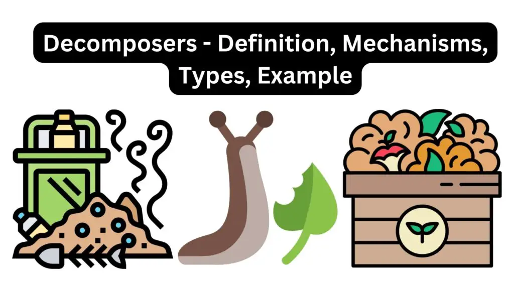 Decomposers - Definition, Mechanisms, Types, Example