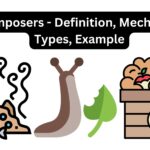 Decomposers - Definition, Mechanisms, Types, Example