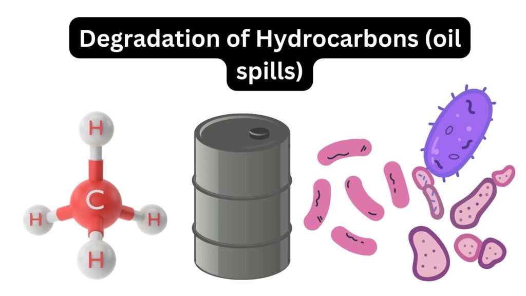 Degradation of Hydrocarbons (oil spills)