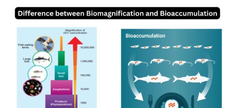 Difference between Biomagnification and Bioaccumulation