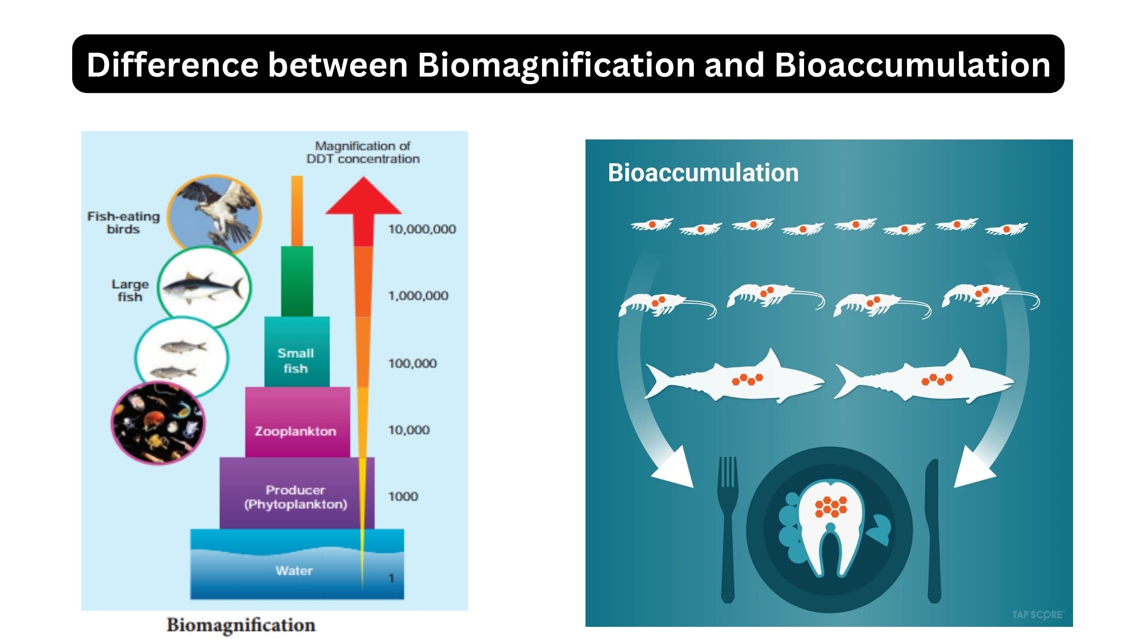 Difference between Biomagnification and Bioaccumulation