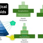 Ecological Pyramids - Definition, Types, Importance