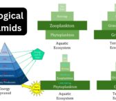 Ecological Pyramids - Definition, Types, Importance
