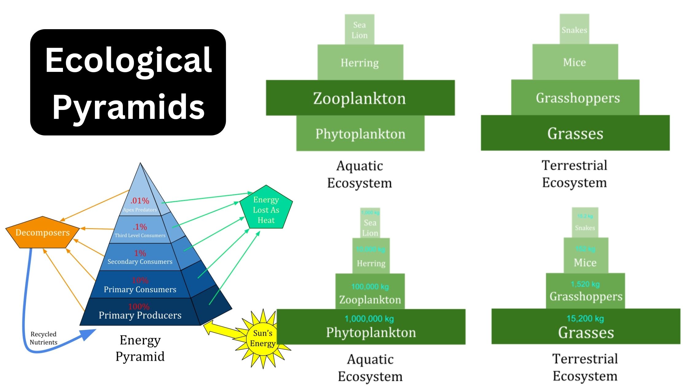 3 types of ecological pyramids